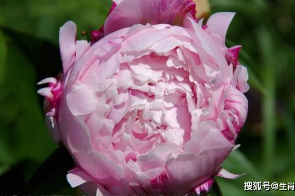 情不自禁是什么生肖(情不自禁是什么生肖解答科学落实)