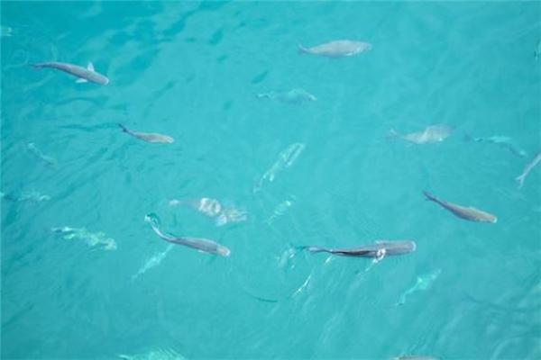 女人梦到鱼下崽什么预兆